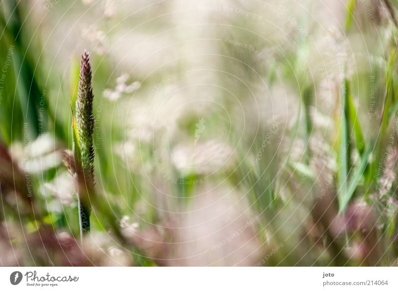 in der Wiese haben wir gelegen.. Natur Pflanze Frühling Sommer Gras Blühend ästhetisch frisch hell Leben Duft Traumwelt positiv mehrfarbig Unschärfe einzeln