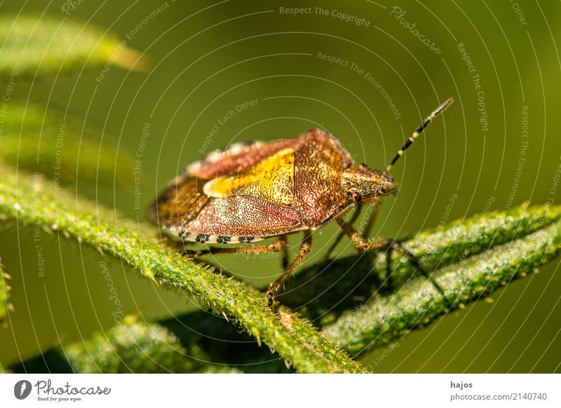 Beeren-Wanze, Dolycois baccarum L. Natur Tier Blatt grün Beerenwanze Insekt Heteroptera Panzer Schild Zoologie Deutschland Farbfoto Nahaufnahme Makroaufnahme