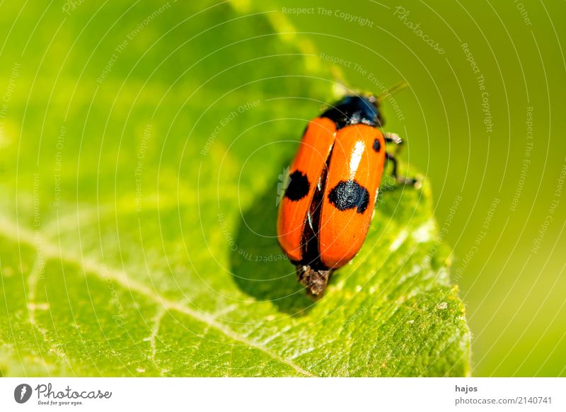 Blutzikade, Cercopsis sanguinolenta auf Blatt Leben Natur Tier Wildtier Käfer bedrohlich rot schwarz Halm Schaumzikade Insekt einheimisch Deutschland Rote Liste