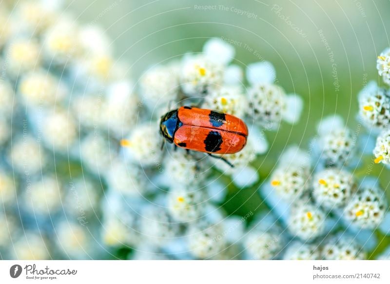 Blutzikade, Cercopsis sanguinolenta auf Blüte Leben Natur Tier Wildtier Käfer bedrohlich rot schwarz Halm Schaumzikade Insekt einheimisch Deutschland Rote Liste