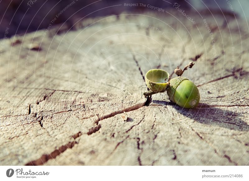 Stammgast Natur Herbst Baum Baumstamm Eicheln Holz herbstlich Baumfrucht natürlich Farbfoto Außenaufnahme Tag Sonnenlicht Totale Textfreiraum unten