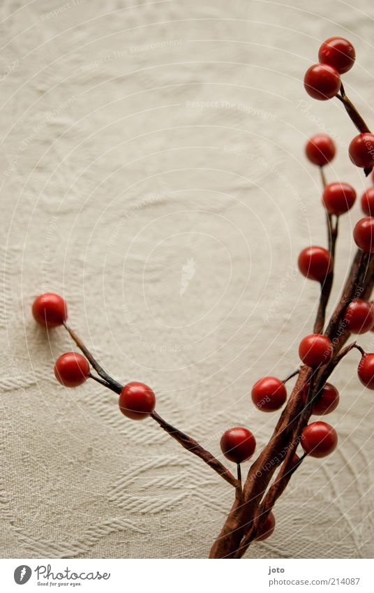 rouge Frucht Beeren Dekoration & Verzierung Pflanze Sträucher Blühend Duft genießen Gesundheit frisch rot Stimmung Vorfreude Hagebutten Ast Herbst ruhig