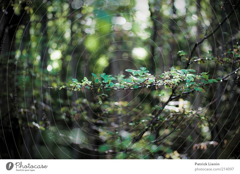 WaldRegen Umwelt Natur Landschaft Pflanze Urelemente Wasser Wassertropfen Sommer Klima Wetter Baum Sträucher Blatt Wildpflanze schön grün mystisch nass Farbfoto