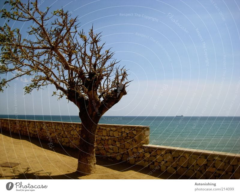 Urlaubserinnerungen zum 200er Umwelt Natur Landschaft Pflanze Erde Sand Wasser Himmel Wolkenloser Himmel Sommer Klima Wetter Schönes Wetter Baum Küste Meer