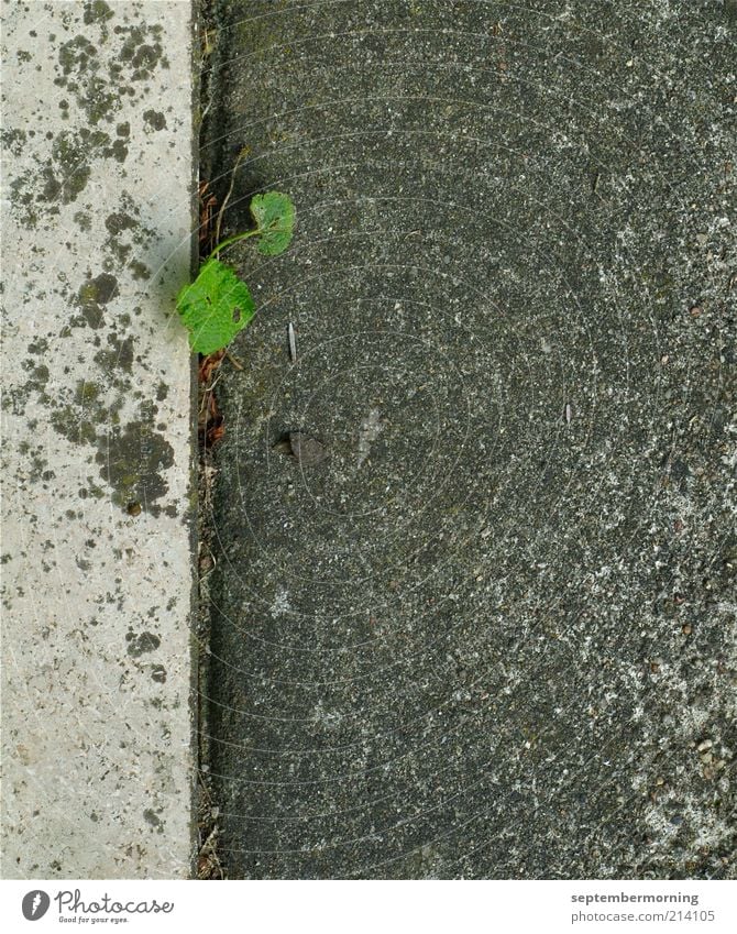 Durchbruch Grünpflanze Mauer Wand Beton grau Kraft Hoffnung Gedeckte Farben Außenaufnahme Menschenleer Tag Fuge Textfreiraum unten Textfreiraum Mitte