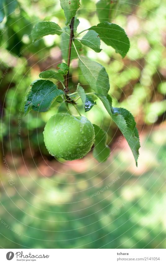 Grüner Apfel Frucht Essen Sommer Garten Natur Herbst Baum Tropfen Wachstum lecker natürlich saftig grün rot Farbe Obstgarten Ast Ernte reif Gesundheit organisch