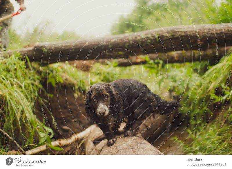 schöner Hund Natur Pflanze Tier Sommer Gras Grünpflanze Park Wald Haustier 1 genießen Coolness Freundschaft Leben Farbfoto Außenaufnahme Textfreiraum links