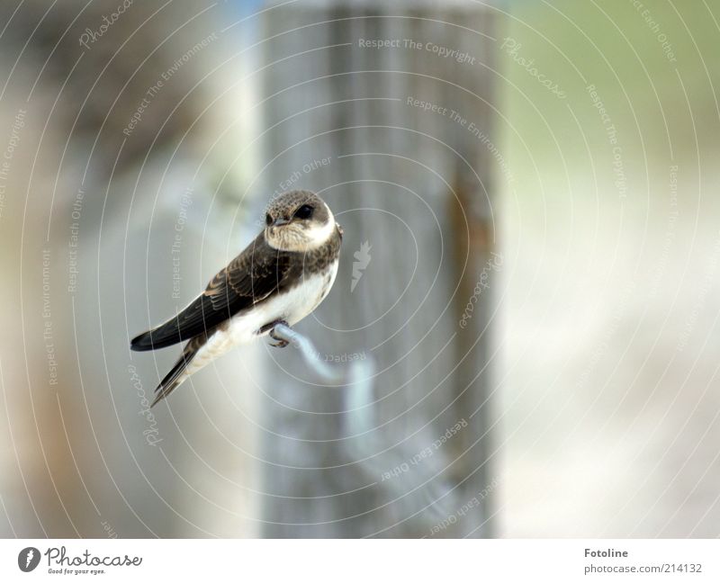 Was guckst du? Umwelt Natur Tier Urelemente Luft Sommer Küste Strand Wildtier Vogel Flügel sitzen natürlich wild Uferschwalben Schwalben Feder Farbfoto