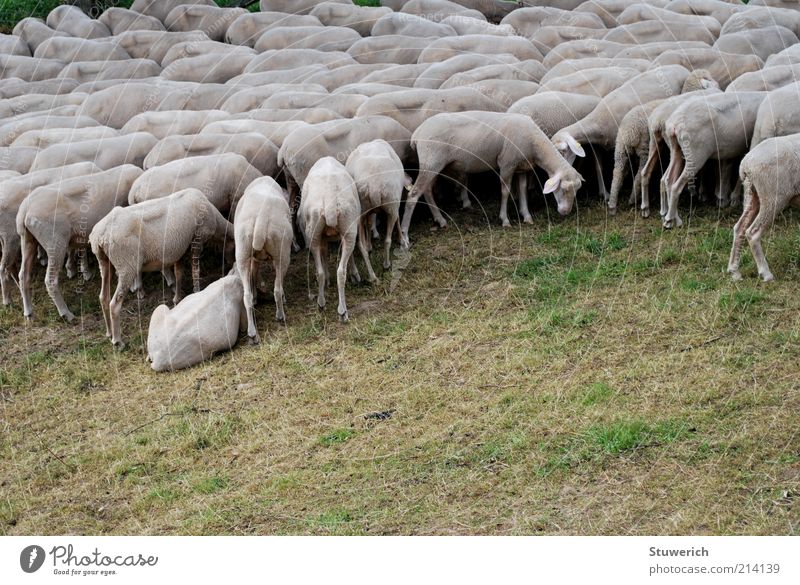 ...mmääähh Landschaft Gras Nutztier Herde Stimmung ästhetisch Schaf Schafherde Rasen Grünpflanze Farbfoto Außenaufnahme Menschenleer Tag Vogelperspektive