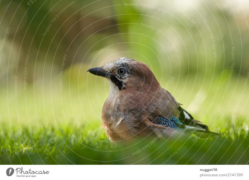 Eichelhäher Umwelt Natur Tier Frühling Sommer Herbst Winter Wetter Schönes Wetter Gras Garten Park Wiese Wald Wildtier Vogel Tiergesicht Flügel 1 ästhetisch