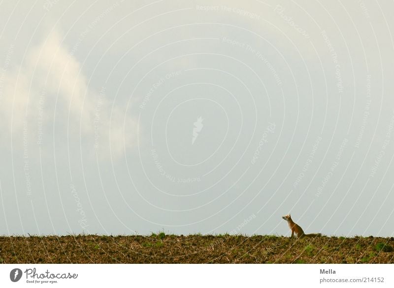 Fabelwelten - Reineke Fuchs Umwelt Natur Landschaft Tier Erde Himmel Feld Wildtier 1 Blick sitzen klein natürlich Einsamkeit Erwartung Freiheit Meister Reineke