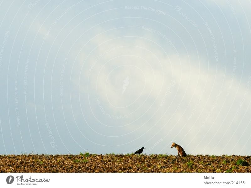 Fabelwelten - Fuchs und Rabe: Zwiegespräch Umwelt Natur Landschaft Tier Erde Himmel Feld Wildtier Vogel Krähe Rabenvögel 2 sprechen hocken Kommunizieren sitzen