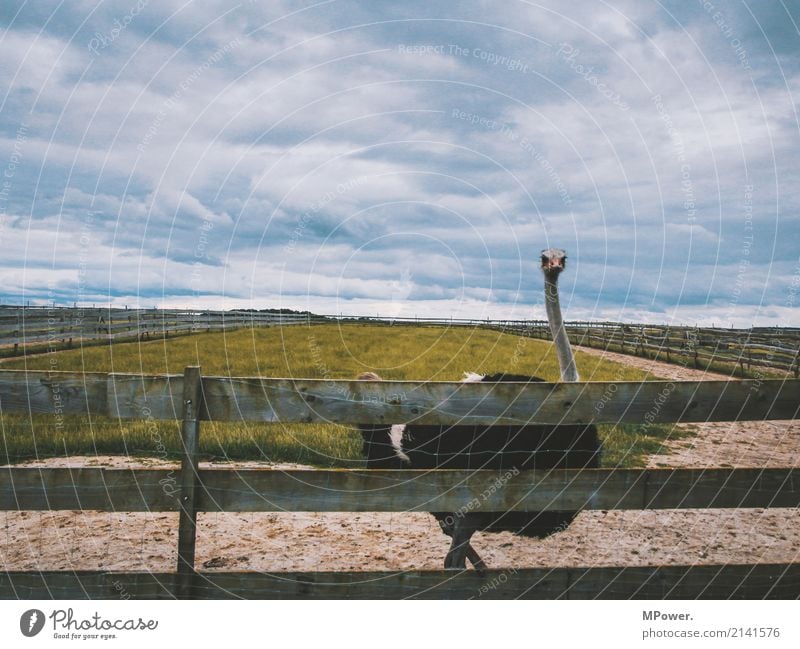 vogel strauß Umwelt Natur Wolken schlechtes Wetter Tier Vogel 1 gehen Blick Strauß Gehege Blick in die Kamera Zaun Bauernhof Farbfoto Außenaufnahme Menschenleer