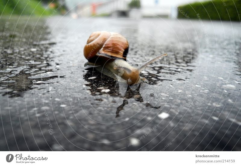 von 0 auf 400 Umwelt Verkehr Straße Tier Wildtier Schnecke Schneckenhaus 1 grau Fühler krabbeln Kriechspur nass grün Einsamkeit zerbrechlich schutzlos