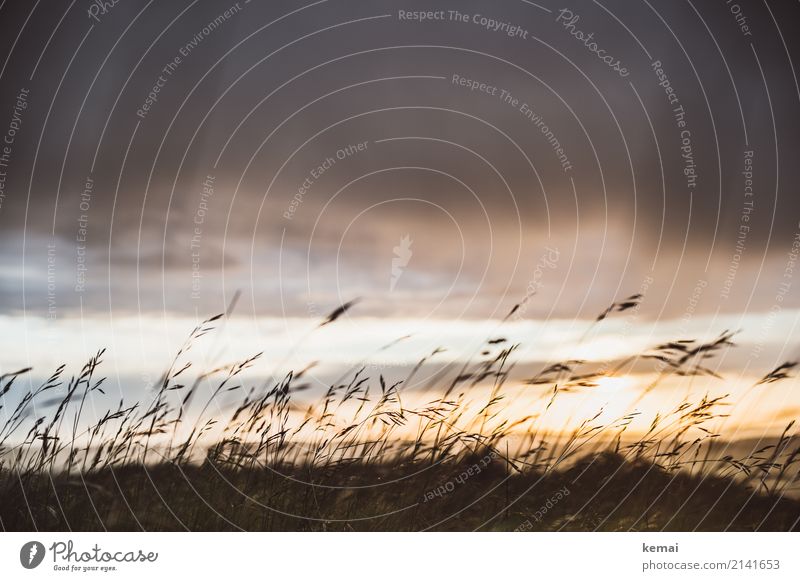 Gräser im Wind. harmonisch Wohlgefühl Zufriedenheit Sinnesorgane Erholung ruhig Freizeit & Hobby Sommer Umwelt Natur Pflanze Himmel Wolken Gewitterwolken Wetter