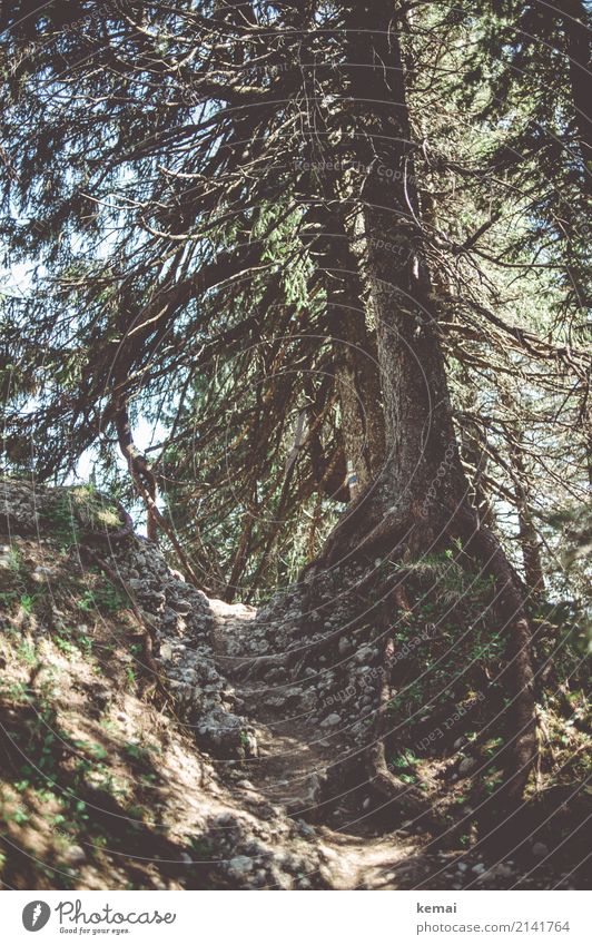 Der Weg Wohlgefühl Zufriedenheit Erholung ruhig Freizeit & Hobby Ferien & Urlaub & Reisen Ausflug Abenteuer Freiheit Berge u. Gebirge wandern Umwelt Natur