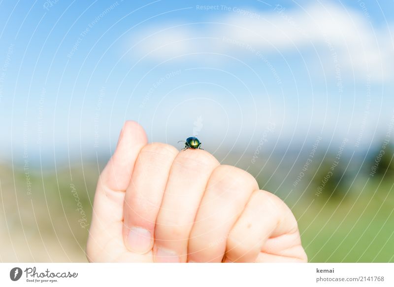 Begegnung Hand Finger Umwelt Natur Tier Himmel Wolken Sommer Schönes Wetter Wildtier Käfer Insekt 1 Erholung festhalten sitzen authentisch Freundlichkeit