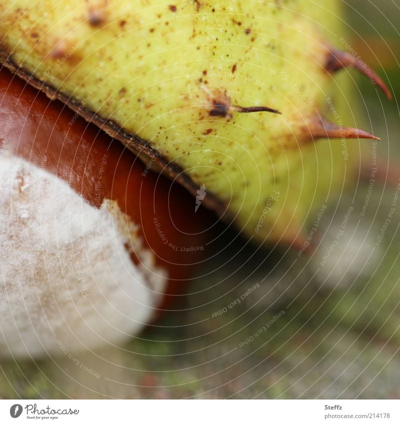 herbstliche Kastanie Rosskastanie Herbststimmung Kastanien Stachel Kastanienschale Herbstfärbung Herbstbeginn herbstliche Farben Bastelmaterial Sammlung