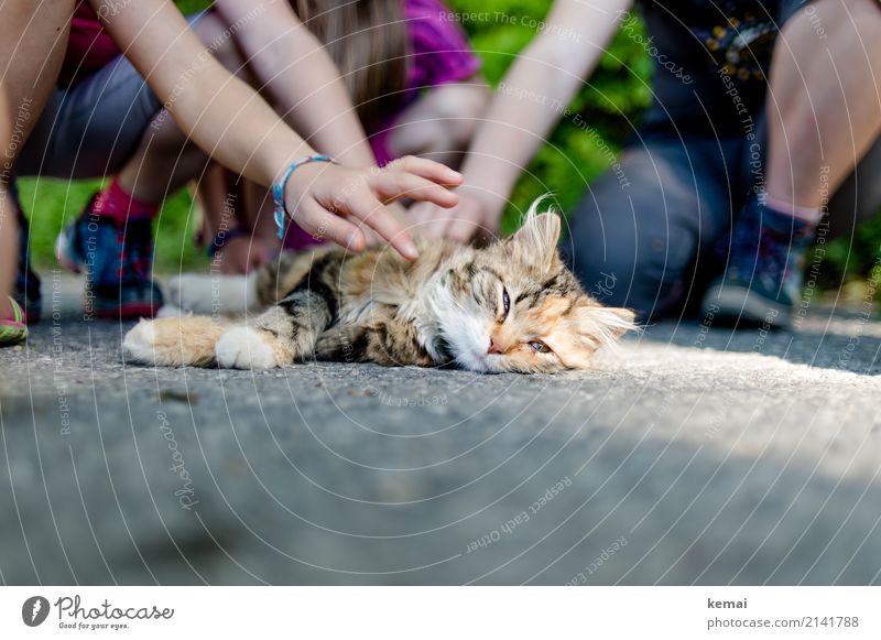 Schweigen und genießen Leben harmonisch Wohlgefühl Zufriedenheit Erholung ruhig Freizeit & Hobby Spielen Abenteuer Kind Kindergruppe Tier Haustier Katze