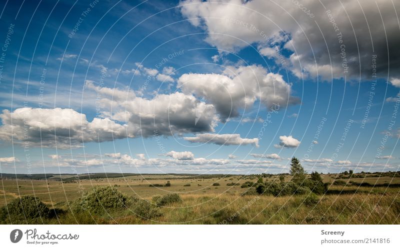 Weite Ferien & Urlaub & Reisen Tourismus Ausflug Abenteuer Ferne Freiheit Sommer Sonne wandern Natur Landschaft Pflanze Himmel Wolken Schönes Wetter Wiese Moor