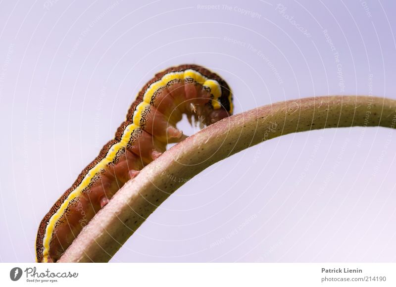 kein Ende in Sicht Umwelt Natur Pflanze Tier Himmel Sommer Wildtier Schmetterling 1 Raupe Fressen schön mehrfarbig exotisch Stengel Streifen Insekt Farbfoto