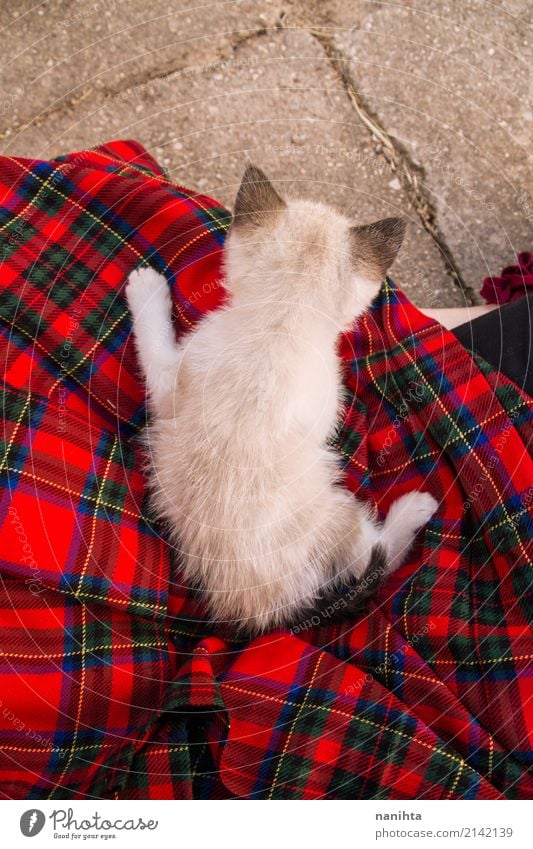 Hintere Ansicht einer siamesischen Babykatze über einem Plaidrock Stoff kariert Tier Haustier Katze 1 Tierjunges Stein liegen warten Freundlichkeit klein