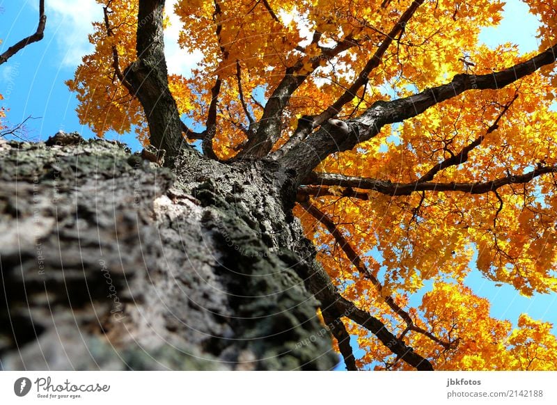 Lebensbaum Umwelt Natur Pflanze Luft Himmel Sonnenlicht Sommer Herbst Klimawandel Wetter Schönes Wetter Baum Blatt Ahorn Spitzahorn Park Wald Kitsch anschaulich