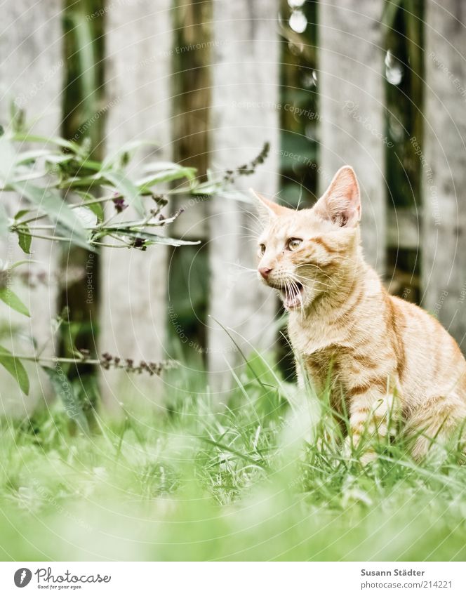 miau Gras Sträucher Garten Wiese Tier Haustier Katze Tierjunges Holzzaun Lavendel rothaarig Wachsamkeit Pirsch Schnurrhaar Miau Farbfoto Außenaufnahme