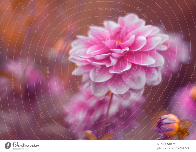 Rosa Dahlien Umwelt Natur Pflanze Sonnenlicht Sommer Herbst Schönes Wetter Blume Blüte Garten Park Blühend leuchten träumen außergewöhnlich elegant frisch Wärme