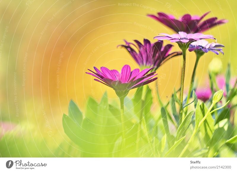 Kapkörbchen im Spätsommer Korbblütler Osteospermum Osteospermum ecklonis Asteraceae Bornholmmargerite Kapmargeriten Balkonblumen Zierpflanzen Gartenblumen