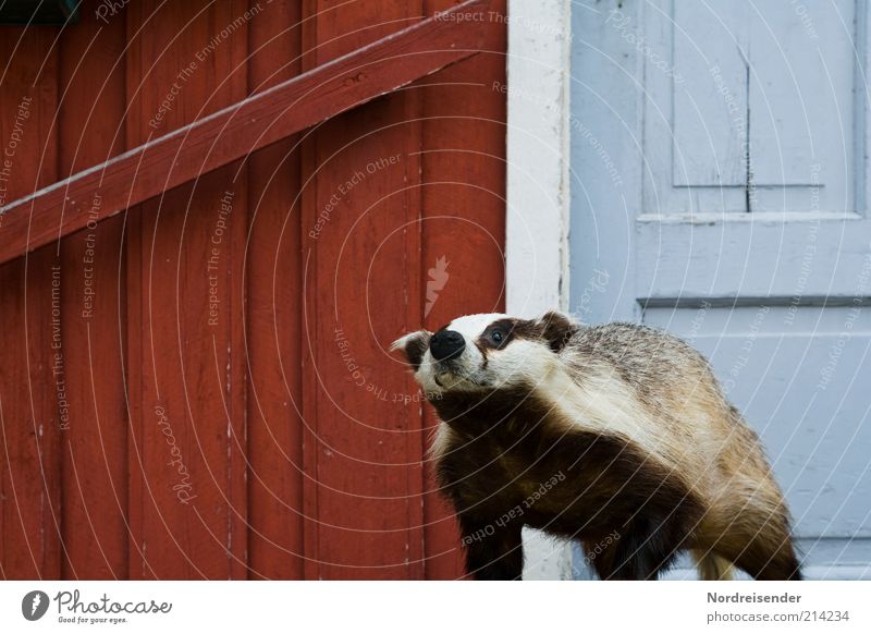 Hier wache ich exotisch Haus Fassade Tür Tier Wildtier Totes Tier 1 Holz beobachten Jagd frech blau rot bedrohlich Schutz skurril stagnierend Iltis Landraubtier