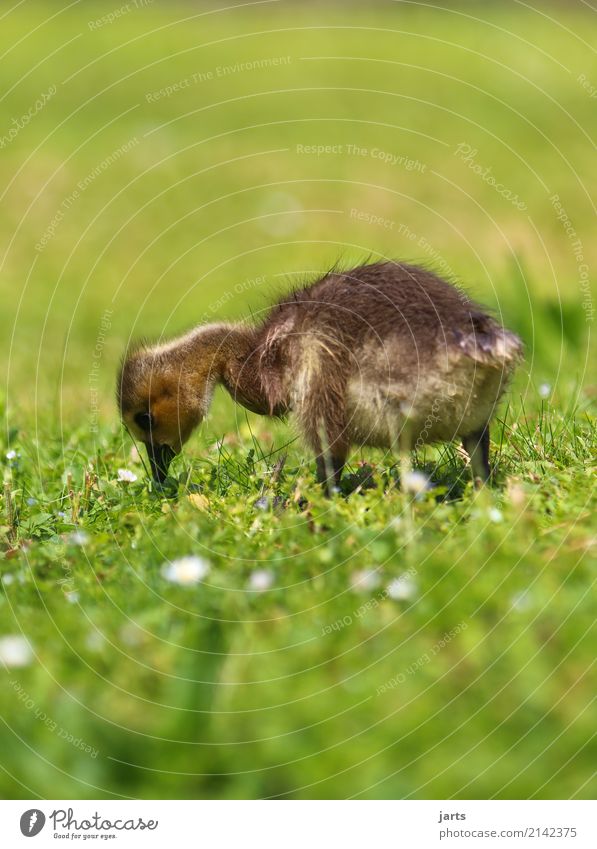 gans schön klein Gras Park Tier 1 Tierjunges Essen Fressen Natur Gans Rasen Suche gefiedert Farbfoto Außenaufnahme Nahaufnahme Menschenleer Textfreiraum oben