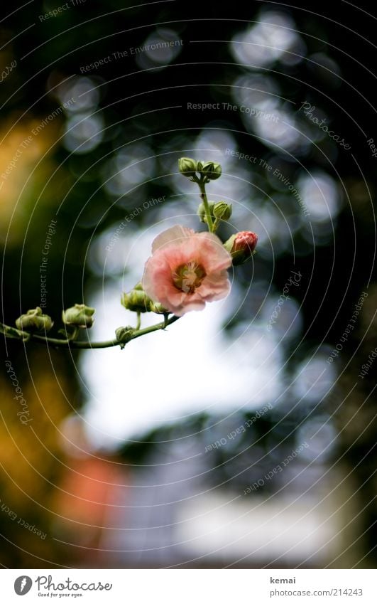 Blumig Umwelt Natur Pflanze Sonnenlicht Sommer Schönes Wetter Blume Rose Blatt Blüte Wildpflanze Blütenknospen Wachstum schön Farbfoto Gedeckte Farben