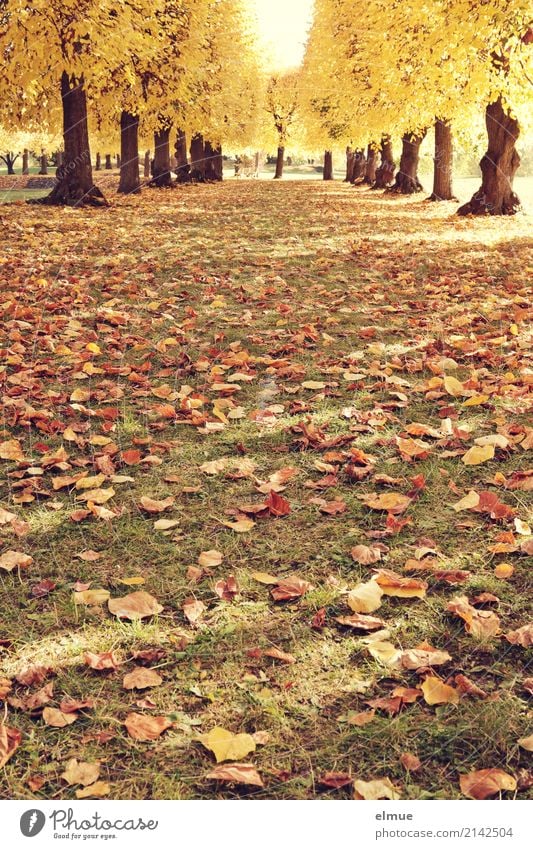 Lindenallee (1) Natur Herbst Schönes Wetter Baum Lindenblatt Herbstlaub Baumstamm Laubbaum Park leuchten alt blond gelb gold Zufriedenheit Lebensfreude