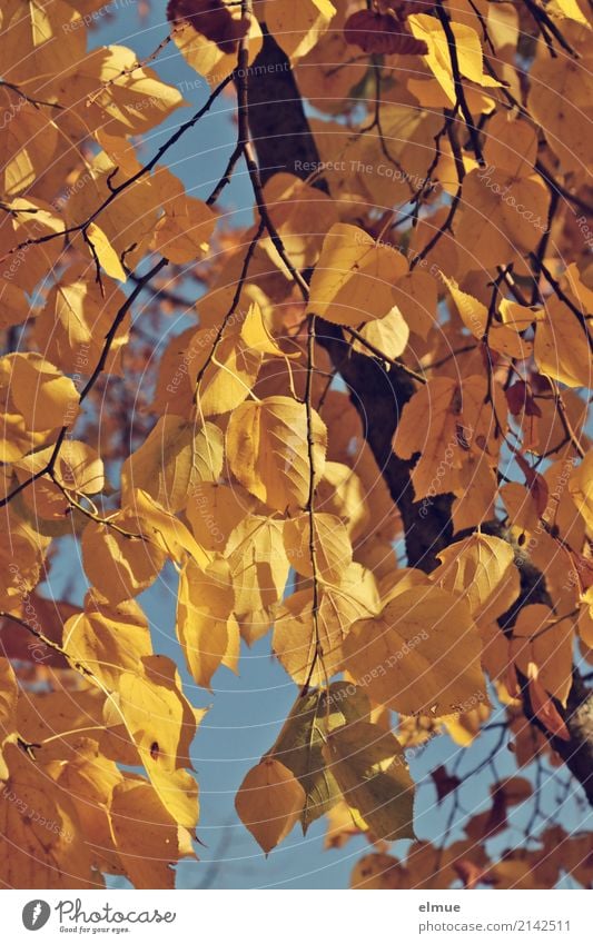 Lindengold Natur Pflanze Herbst Schönes Wetter Baum Lindenblatt Herbstlaub Park hängen blond trocken gelb Akzeptanz ruhig Müdigkeit Sehnsucht Senior