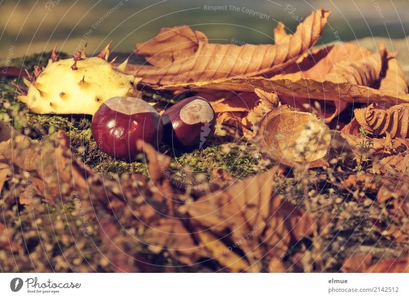 Igelchen Umwelt Natur Herbst Blatt Kastanie Kastanienblatt Kastanienigel Park liegen klein nah stachelig braun Glück Romantik Design entdecken Freizeit & Hobby