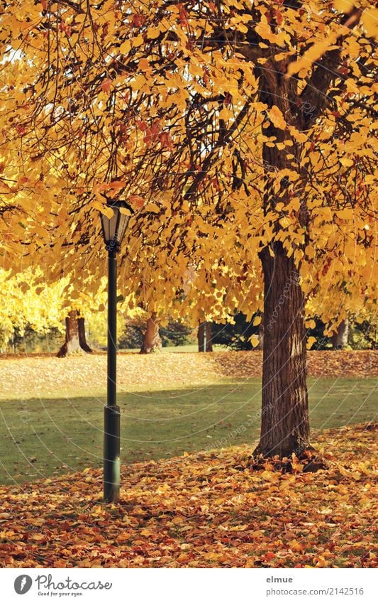 Linde und Laterne Umwelt Herbst Schönes Wetter Baum Lindenblatt Herbstlaub Park leuchten hell Wärme gelb gold Zufriedenheit Romantik Gelassenheit ruhig Hoffnung