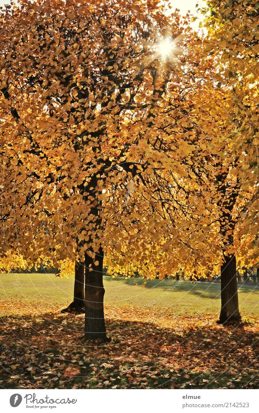 Sonnenlinden Natur Herbst Schönes Wetter Baum Linde Lindenblatt Herbstlaub Baumstamm Park leuchten blond gelb gold Gefühle Glück Romantik Gelassenheit ruhig