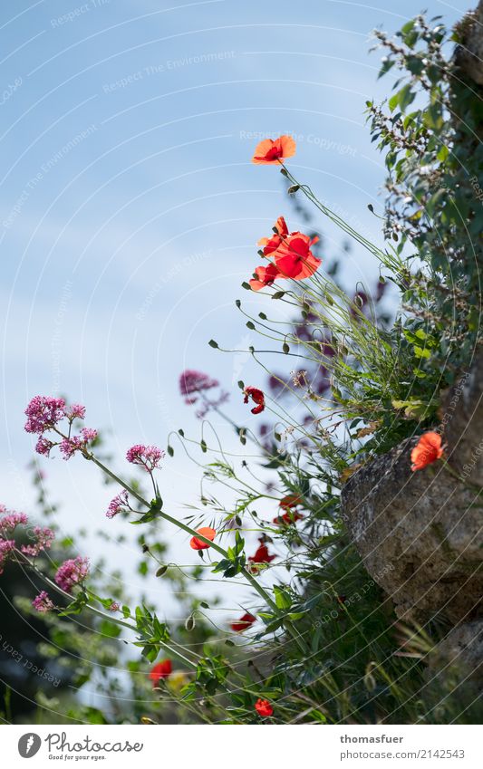 Klatschmohn, Wiesenblumen am Hang Himmel Schönes Wetter Pflanze Gras Sträucher Blatt Blüte Wildpflanze Mohn Mohnblüte Felsen Duft Fröhlichkeit blau grün violett