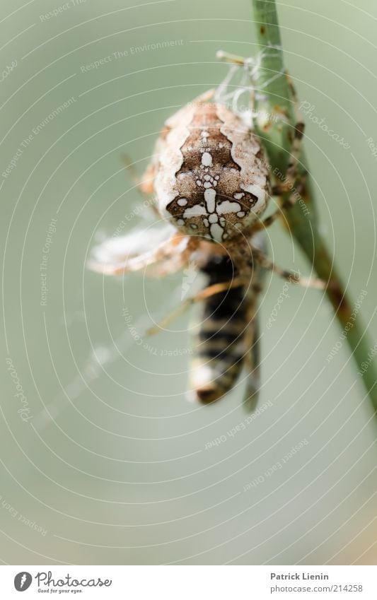 Spinne vs. Wespe Umwelt Natur Tier Sommer Wildtier Totes Tier 2 kämpfen authentisch gruselig Stimmung Angst Entsetzen Fressen Wespen Ekel Kreuzspinne Insekt