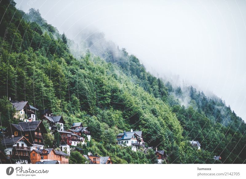 harmony Natur Nebel Baum Wald Hallstadt Österreich Europa Dorf grün weiß Weltkulturerbe Salzkammergut Bundesland Oberösterreich Farbfoto