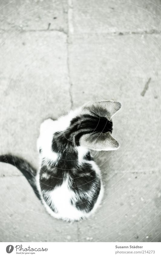 da lang? Tier Haustier Wildtier Katze Fell Tierjunges entdecken Entscheidung rechts links unsicher schön niedlich klein Katzenbaby Steinweg Gedeckte Farben