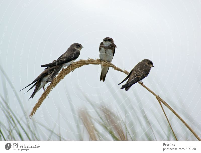 Mädels: wir müssen ne Diät machen! Umwelt Natur Tier Urelemente Luft Himmel Sommer Pflanze Gras Wildtier Vogel Tiergesicht Flügel sitzen hell natürlich Meisen