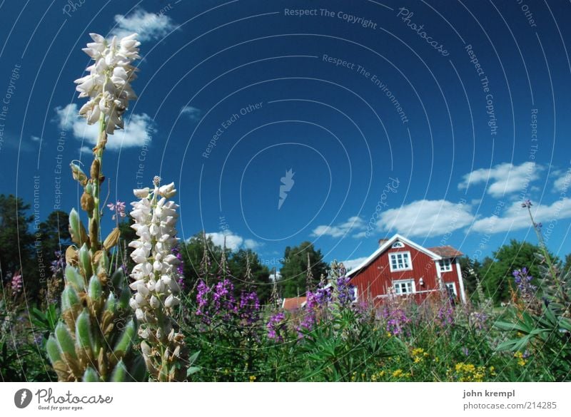 zwei Umwelt Natur Pflanze Himmel Sommer Blume Lupine Lupinenfeld Garten Wiese hasselö Schweden loftahammar sjökanten Haus Einfamilienhaus Fassade Blühend