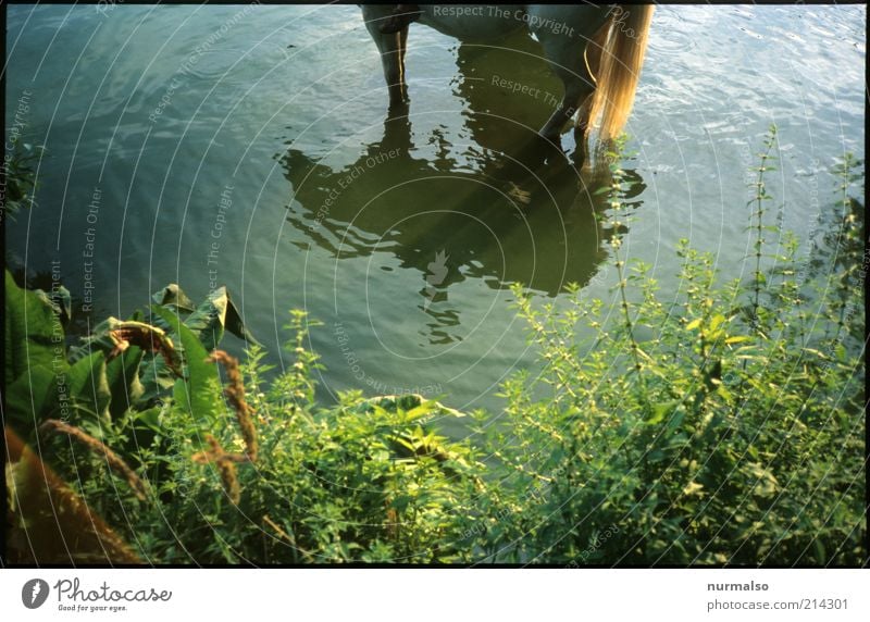 Pferdefussbad Freizeit & Hobby Reiten Natur Wasser Sommer Pflanze Wildpflanze Flussufer Verkehrsmittel Reiter Tier Nutztier 1 Schwimmen & Baden Wachstum