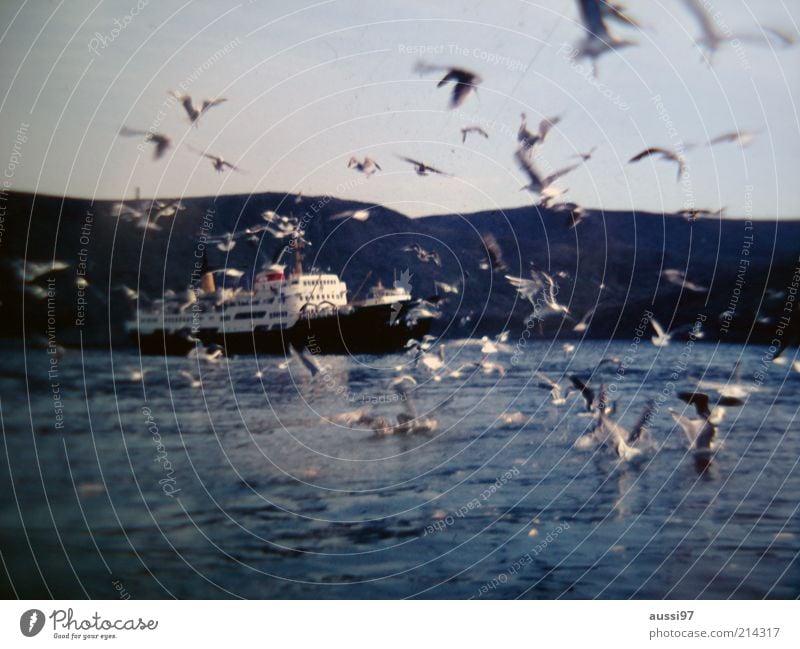 Suspense Spannung Angriff Vogel Möwe Überfahrt Fähre Unschärfe Hügel Landschaft Natur See Meer Wasserfahrzeug Schifffahrt Menschenleer Schwarm fliegen Flügel