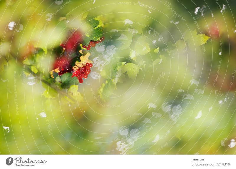 kleine Früchtchen Ernährung Natur Herbst Pflanze Baum Sträucher Blatt Wildpflanze Waldfrucht Beerensträucher Beerenfruchtstand glänzend Wachstum schön wild