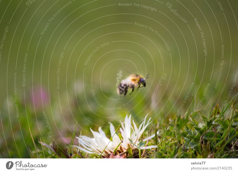 Überflieger Natur Pflanze Tier Sommer Blume Gras Blüte Silberdistel Alpen Insekt Hummel 1 Blühend fliegen grün Bewegung Energie Geschwindigkeit Leben