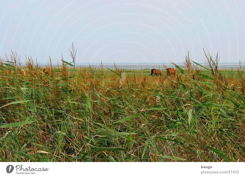 Blick Richtung Watt Wattenmeer Juist Pferd Wiese