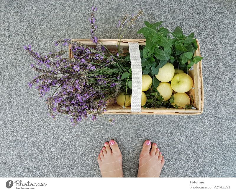 Eigene Ernte Mensch feminin Frau Erwachsene Fuß 1 Umwelt Natur Pflanze Sommer Blume Blatt Blüte Nutzpflanze Garten hell nah natürlich grün violett Lavendel